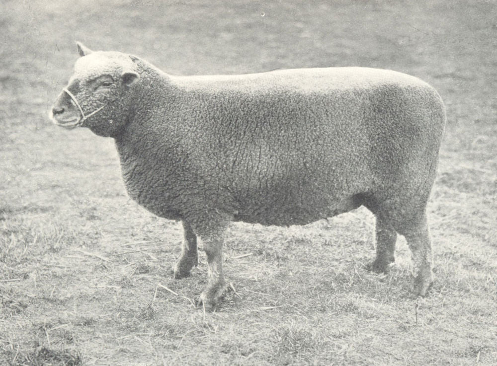 SHEEP. Southdown Ewe best of Championship Pen, RASE. show, 1908 1912 old print